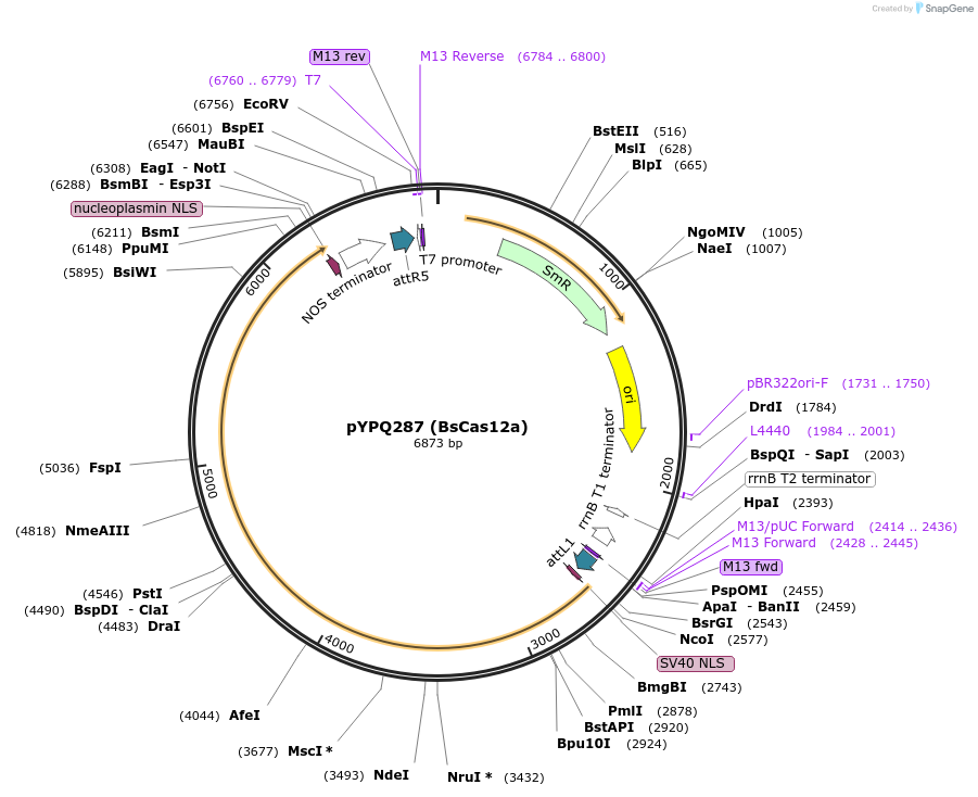 138123-plasmid-map-sequence-id-272081