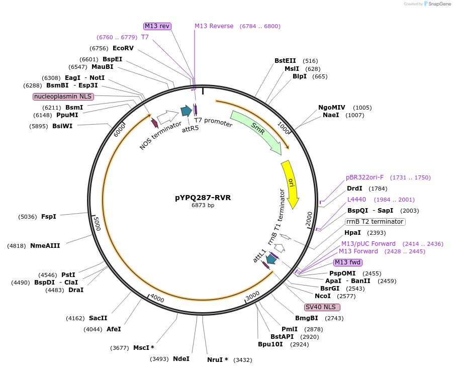 138124-plasmid-map-sequence-id-272082