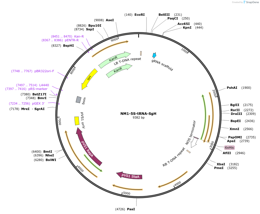 128178-plasmid-map-sequence-id-272084