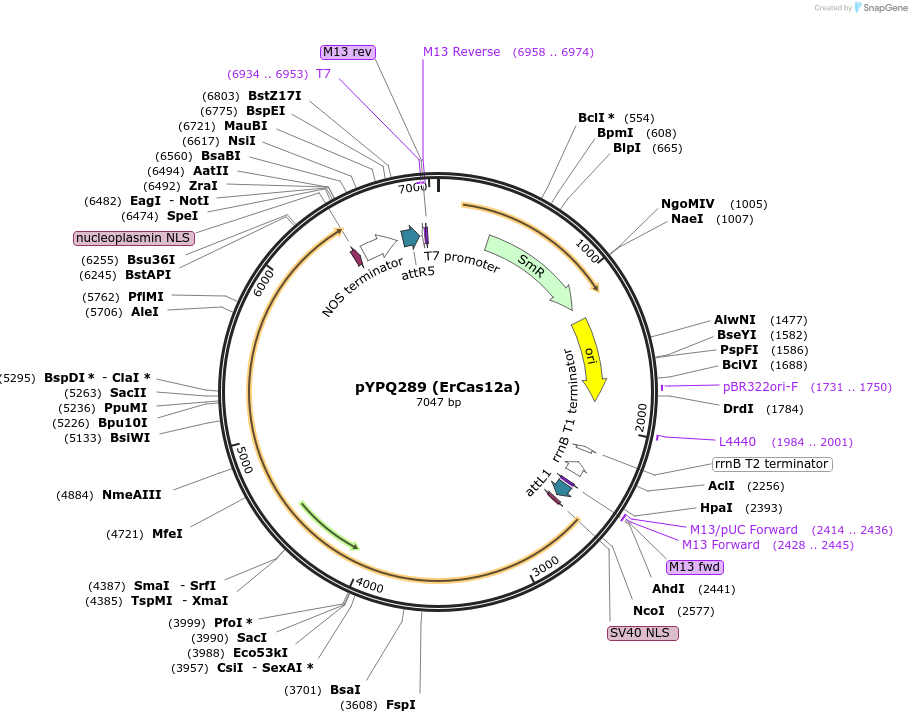 138126-plasmid-map-sequence-id-272085