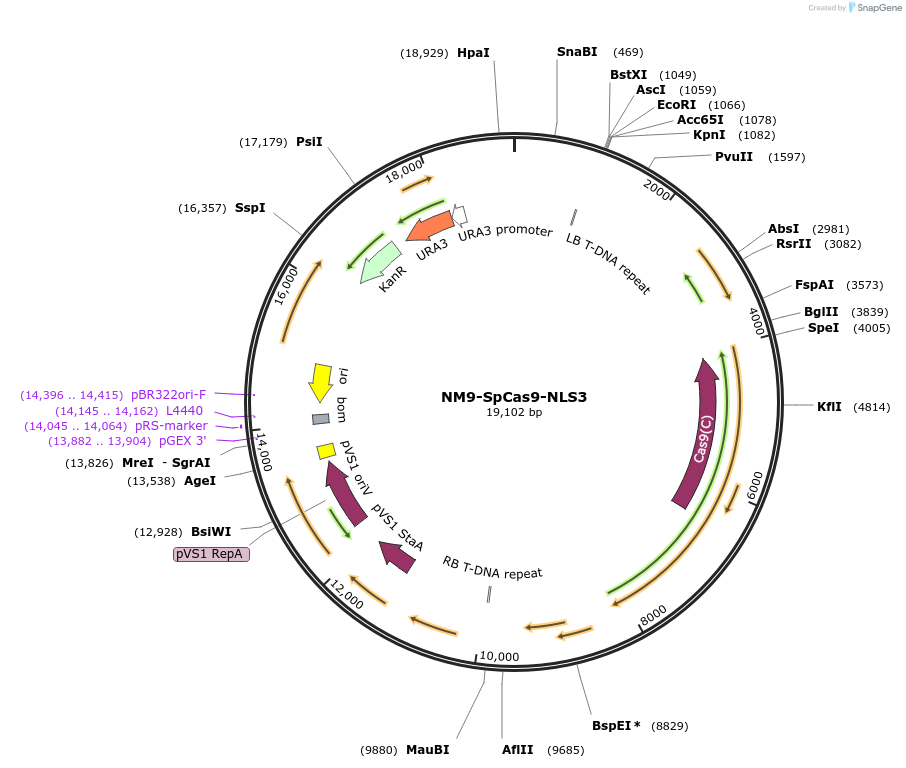 128177-plasmid-map-sequence-id-272086