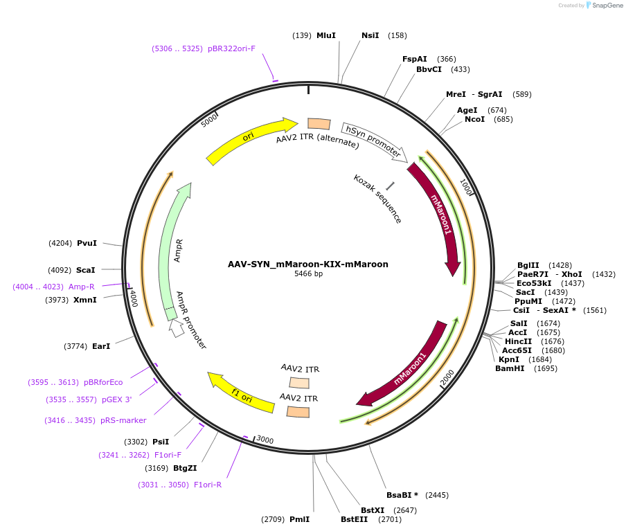 137009-plasmid-map-sequence-id-272087