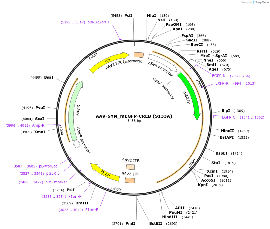 137010-plasmid-map-sequence-id-272089