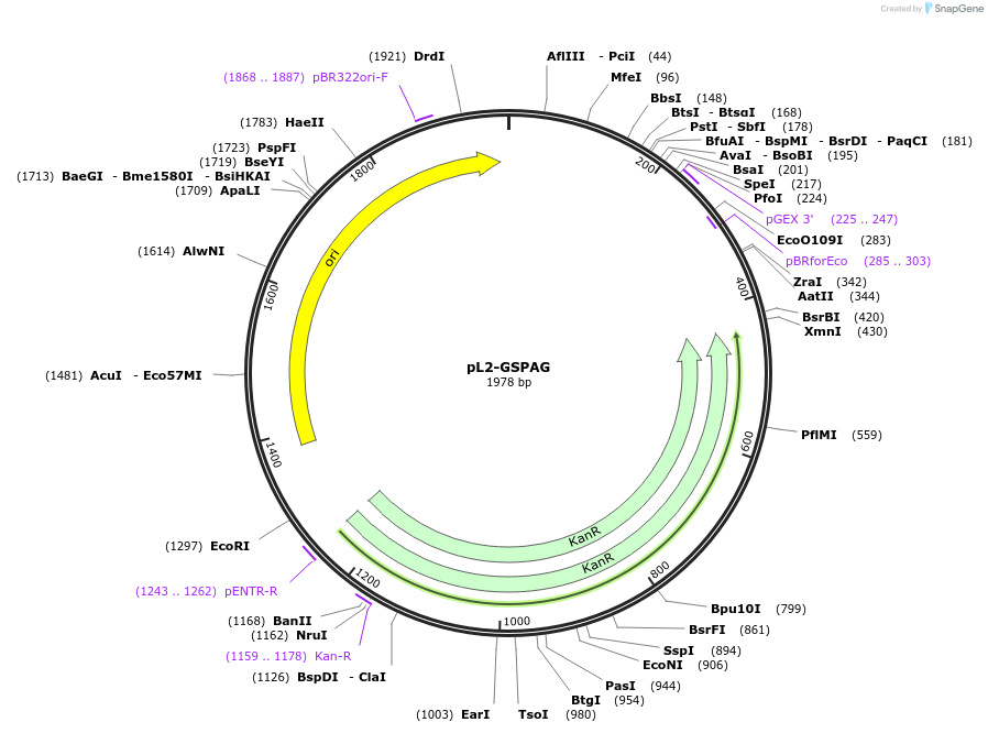 137096-plasmid-map-sequence-id-272099