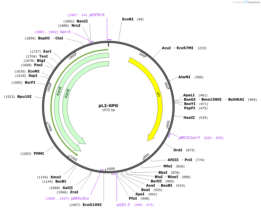 137093-plasmid-map-sequence-id-272103