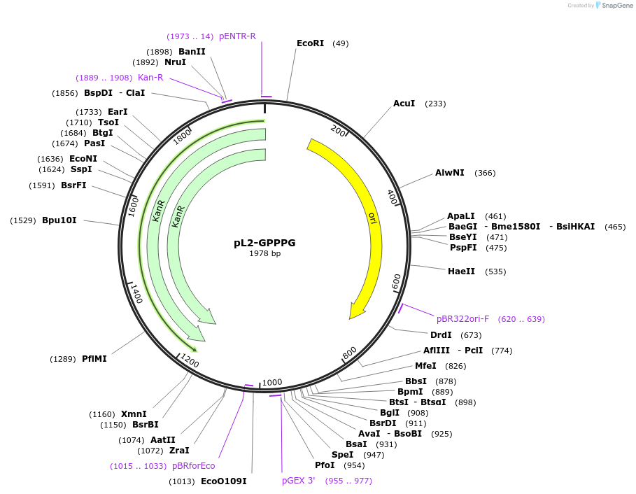137094-plasmid-map-sequence-id-272105