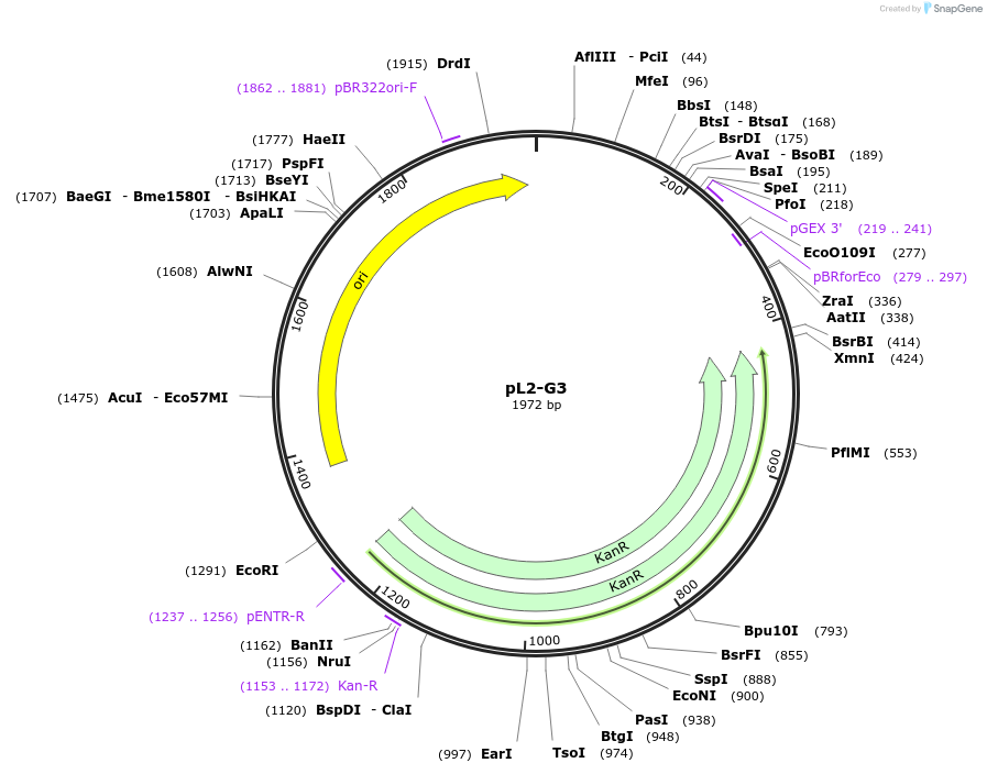 137092-plasmid-map-sequence-id-272109