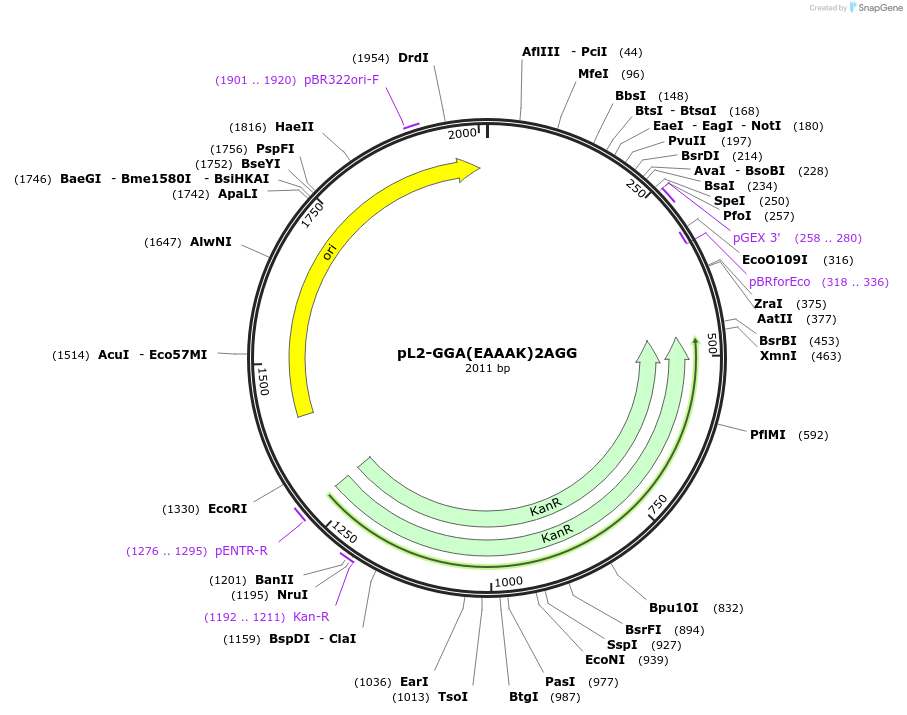 137104-plasmid-map-sequence-id-272110