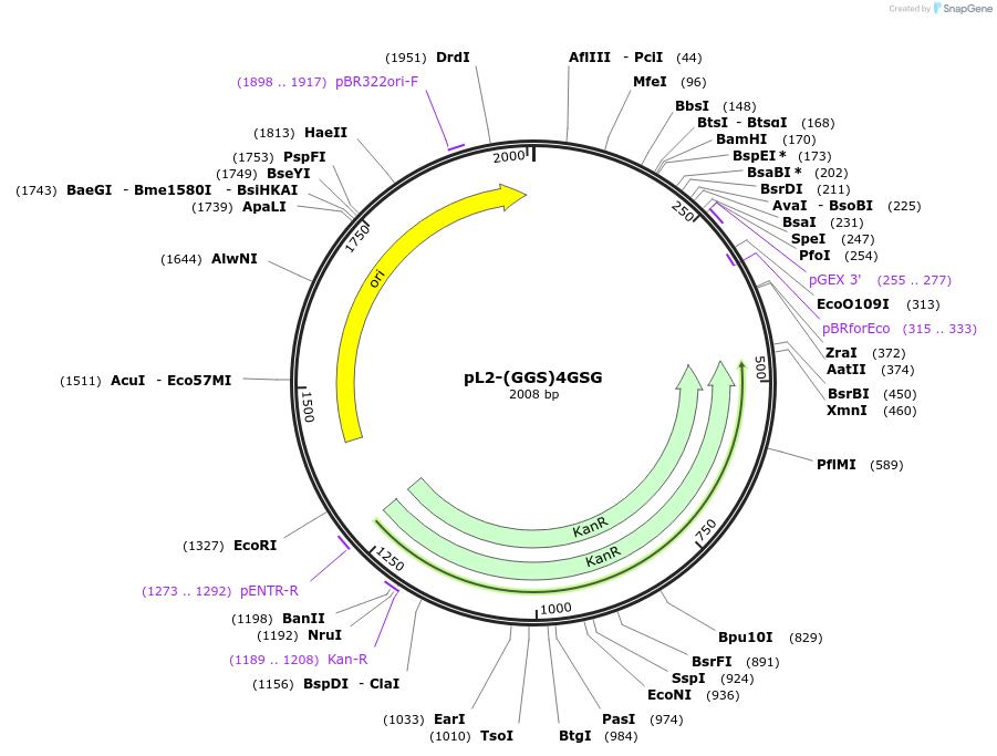 137099-plasmid-map-sequence-id-272111