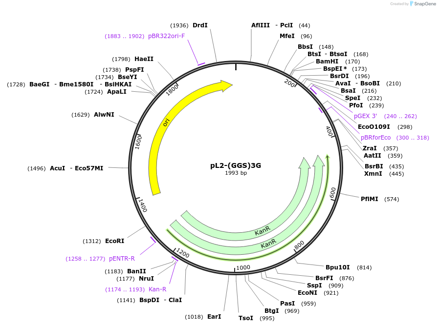 137098-plasmid-map-sequence-id-272113