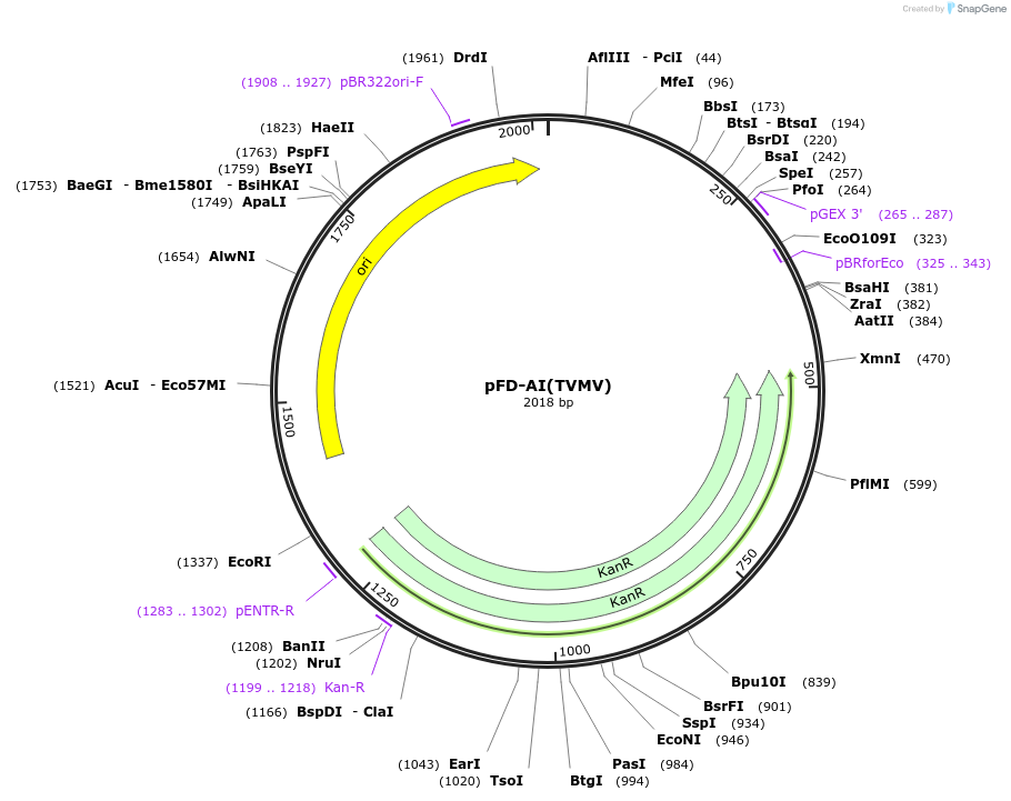 137111-plasmid-map-sequence-id-272118