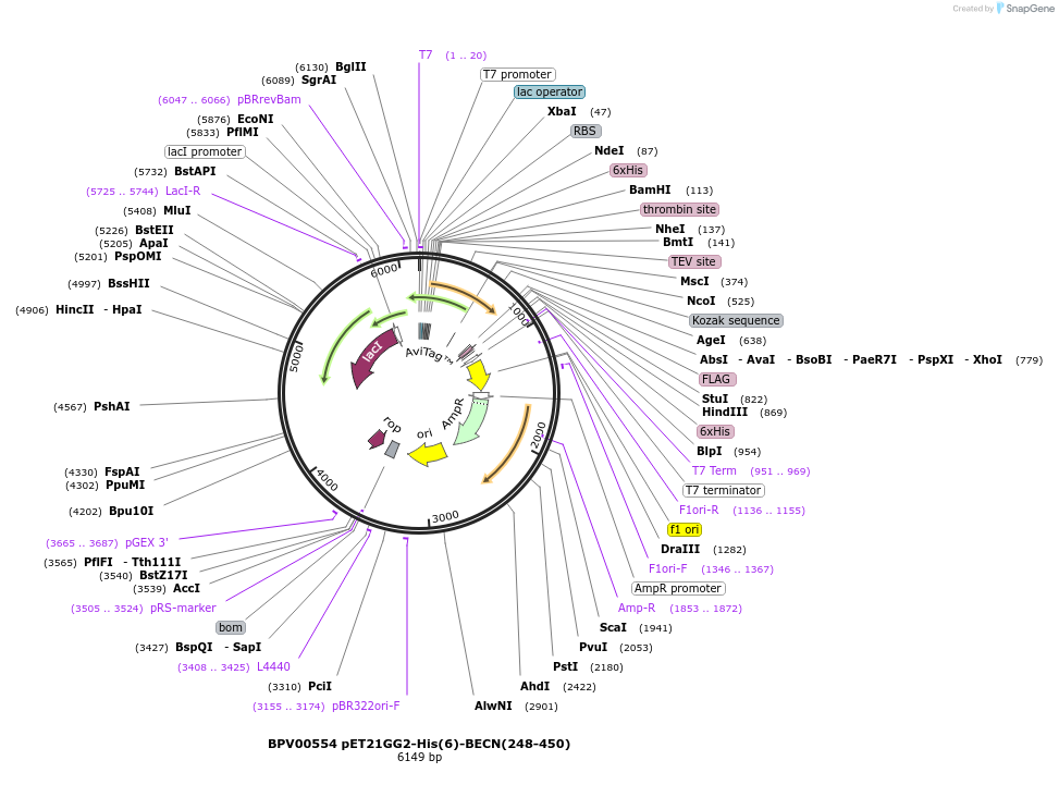 136685-plasmid-map-sequence-id-272125
