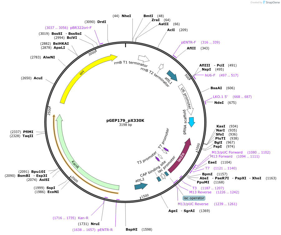 137882-plasmid-map-sequence-id-272132