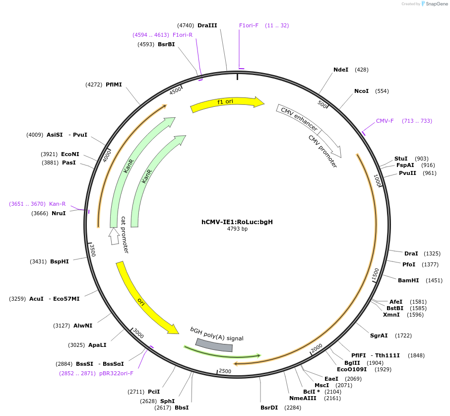 135290-plasmid-map-sequence-id-272168