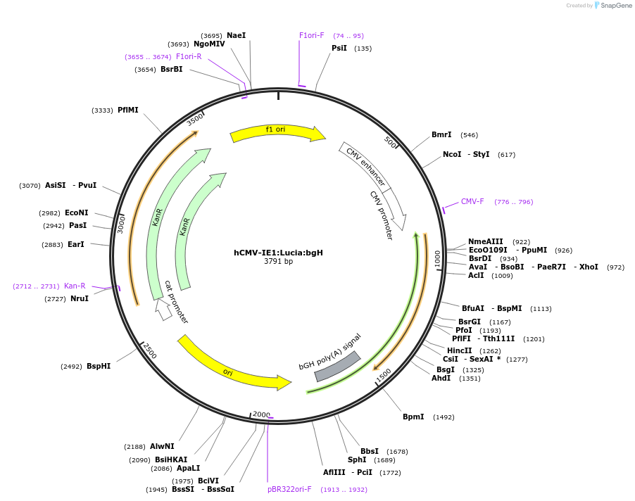 135293-plasmid-map-sequence-id-272173