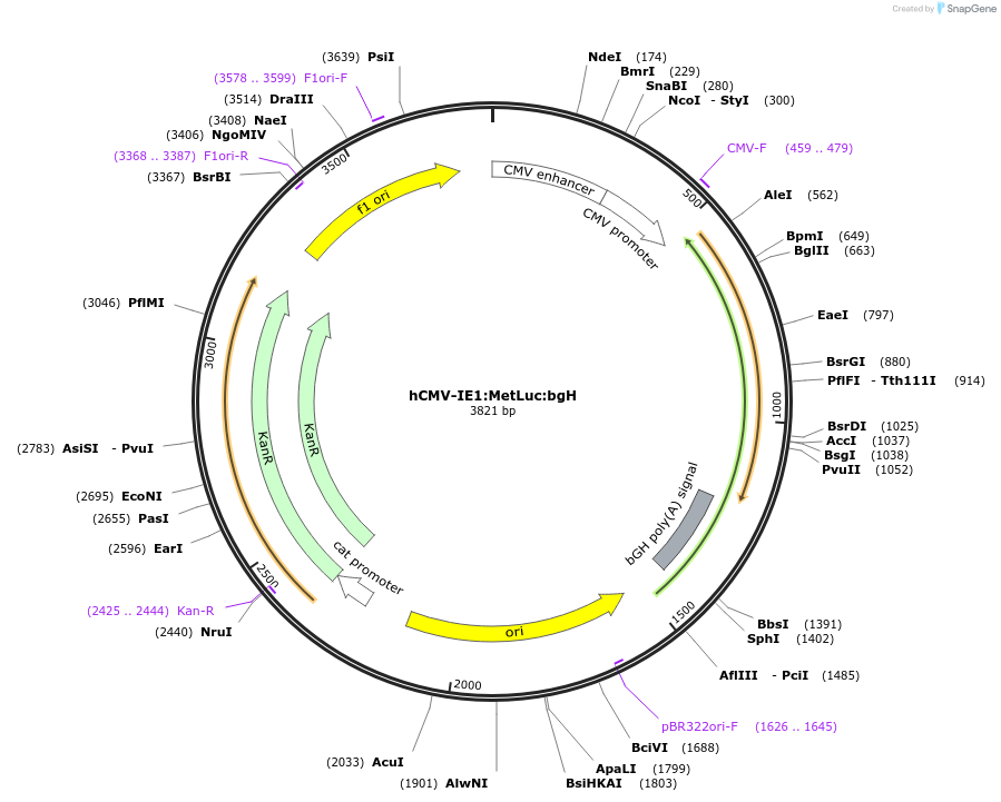 135292-plasmid-map-sequence-id-272174