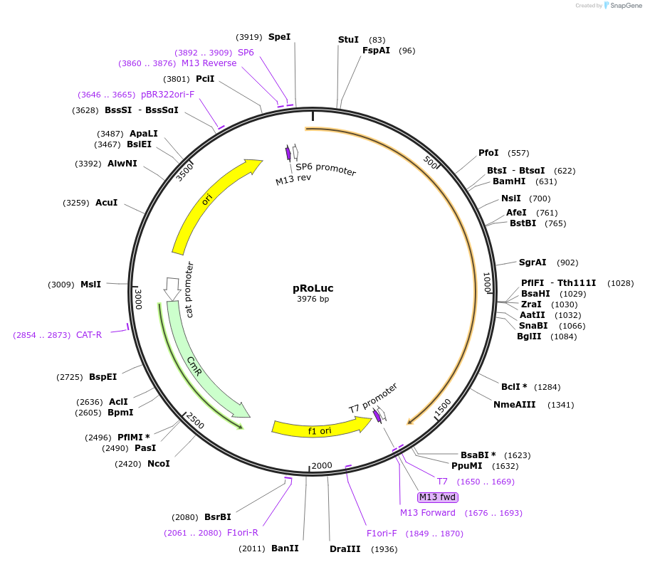 135284-plasmid-map-sequence-id-272176