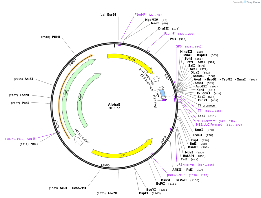 124527-plasmid-map-sequence-id-272182