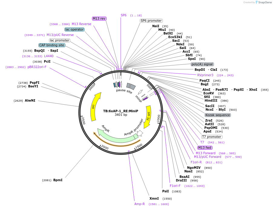 133884-plasmid-map-sequence-id-272185