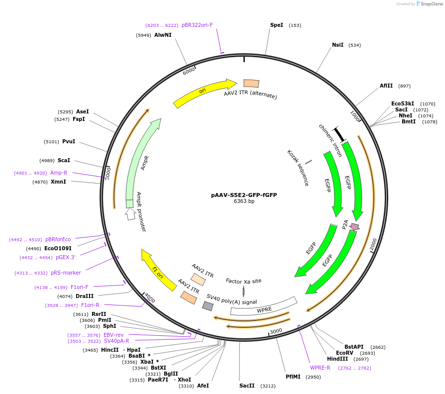 135631-plasmid-map-sequence-id-272186
