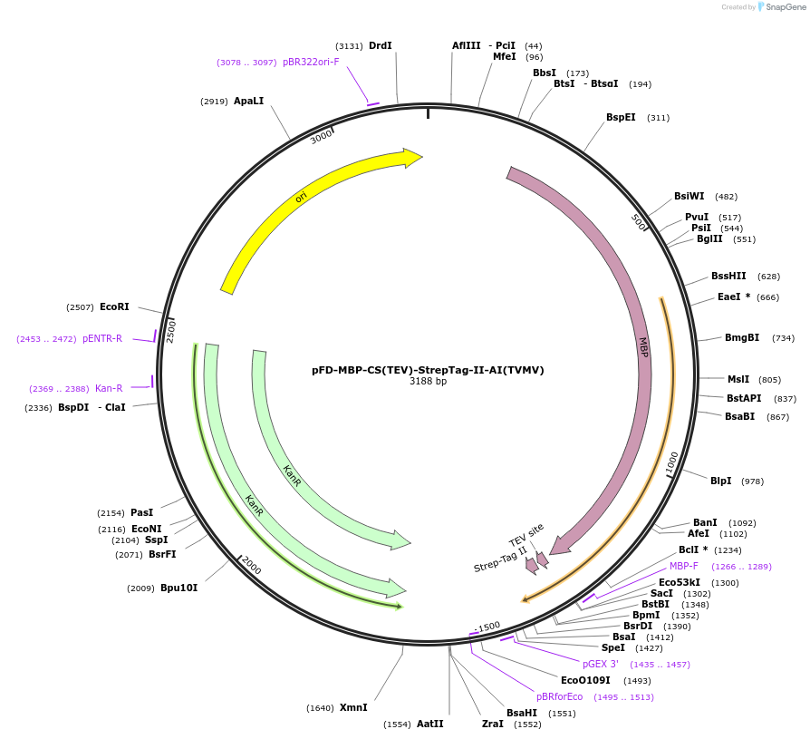 137110-plasmid-map-sequence-id-272191