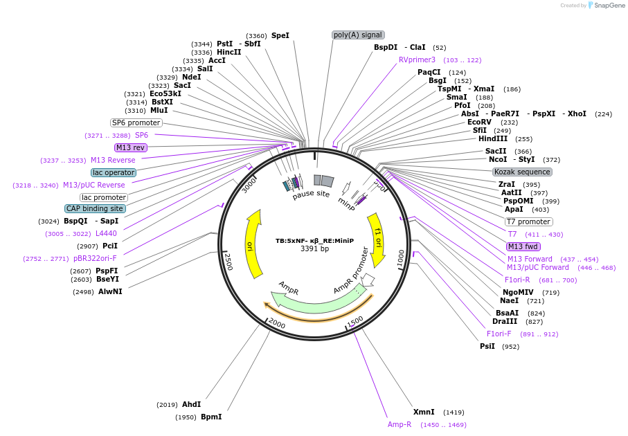 133878-plasmid-map-sequence-id-272192