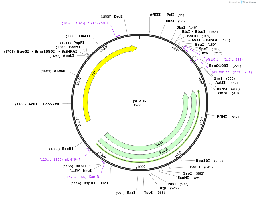 137090-plasmid-map-sequence-id-272196