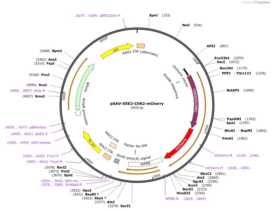 135634-plasmid-map-sequence-id-272197