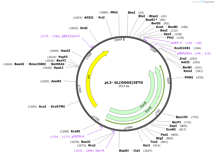 137106-plasmid-map-sequence-id-272199