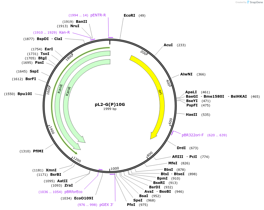 137105-plasmid-map-sequence-id-272202