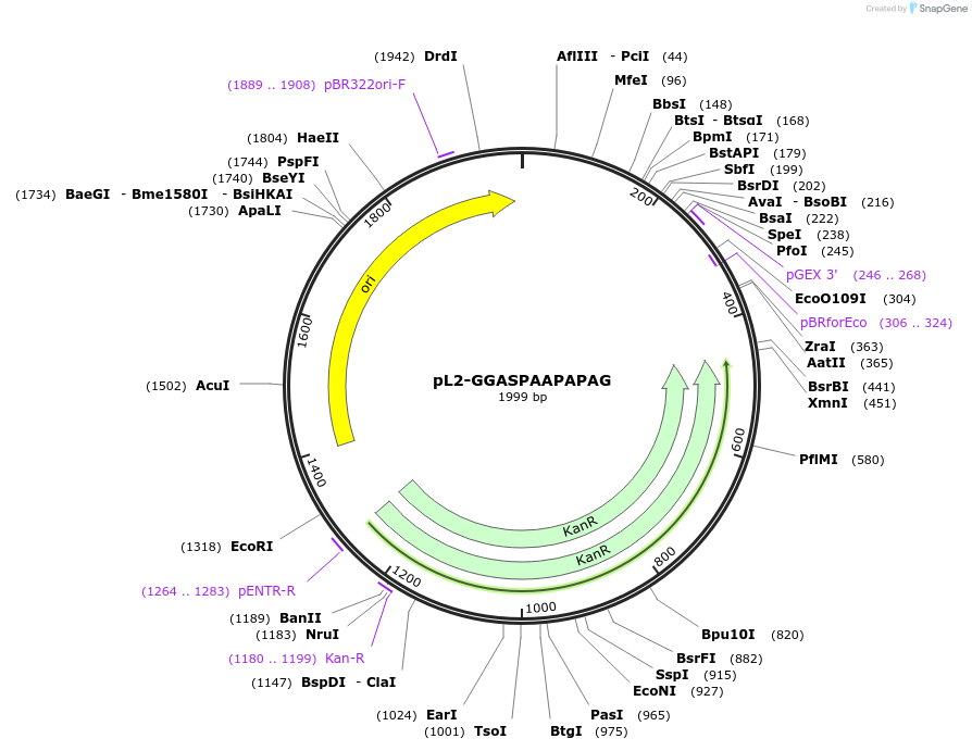 137103-plasmid-map-sequence-id-272204