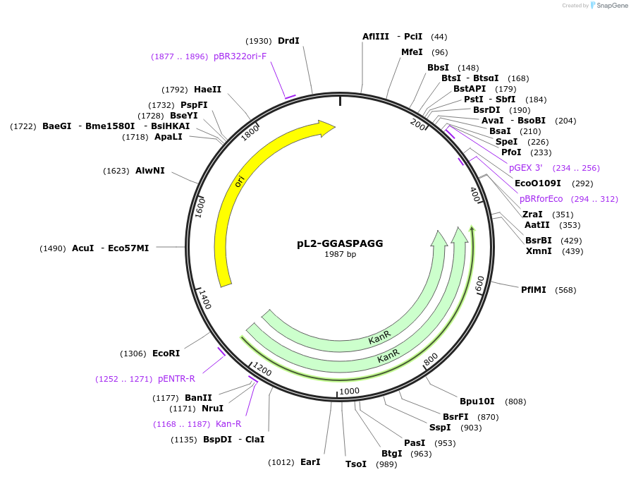 137102-plasmid-map-sequence-id-272206