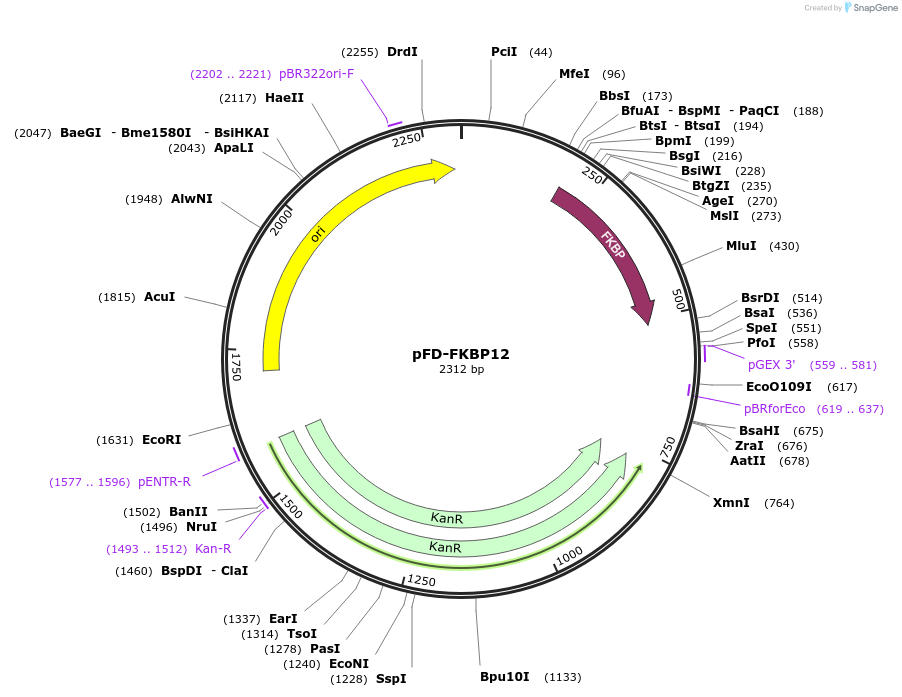137108-plasmid-map-sequence-id-272210