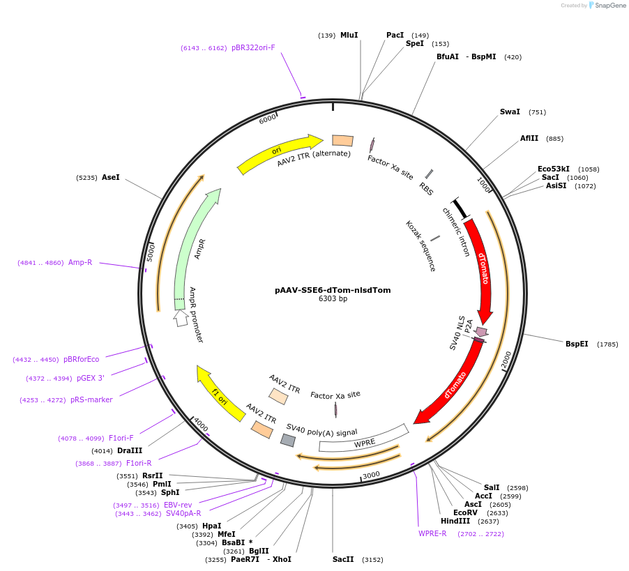 135641-plasmid-map-sequence-id-272255