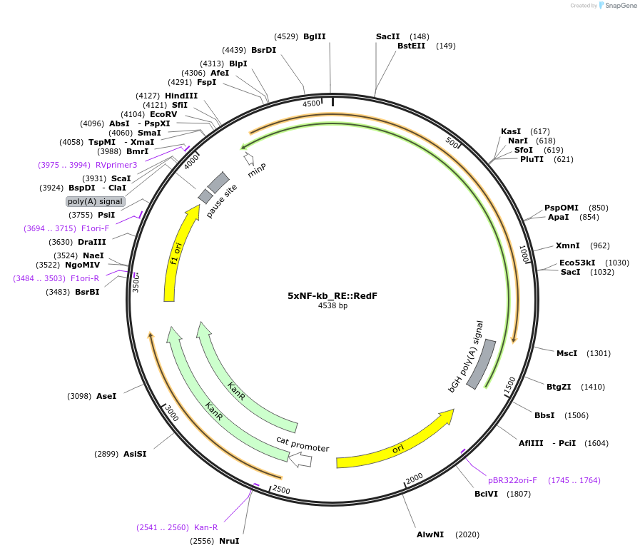 124530-plasmid-map-sequence-id-272264