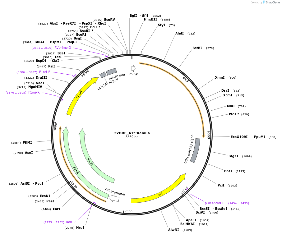 124535-plasmid-map-sequence-id-272266