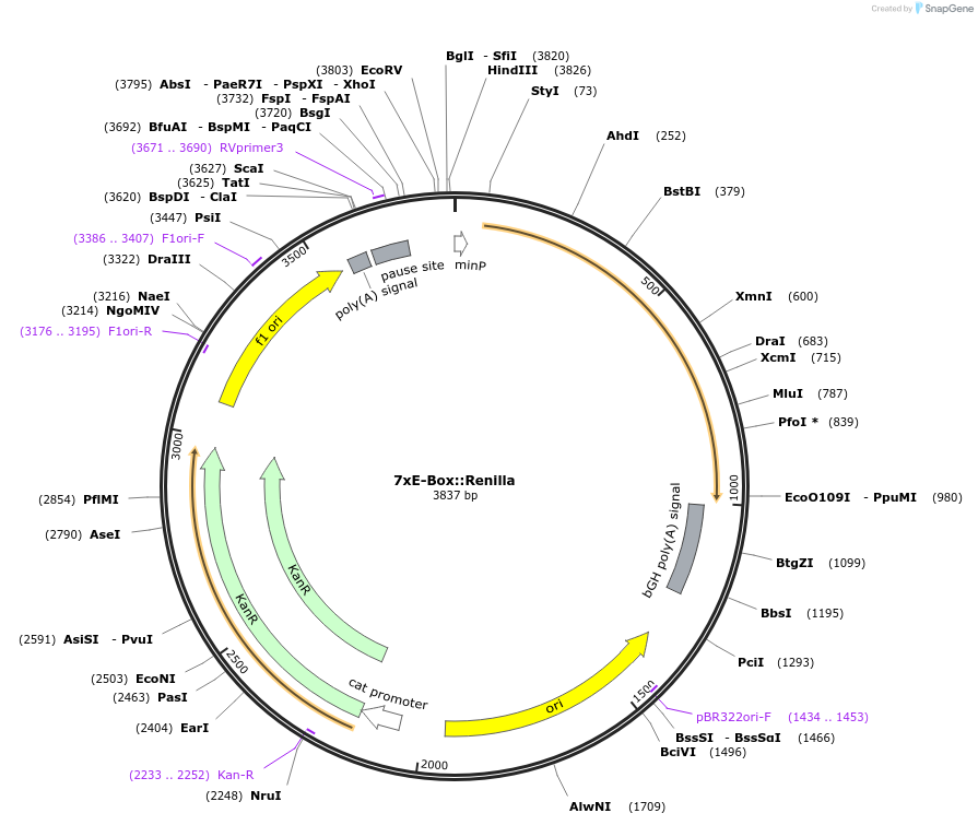 124532-plasmid-map-sequence-id-272269