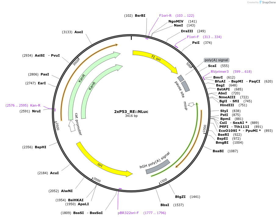 124533-plasmid-map-sequence-id-272276