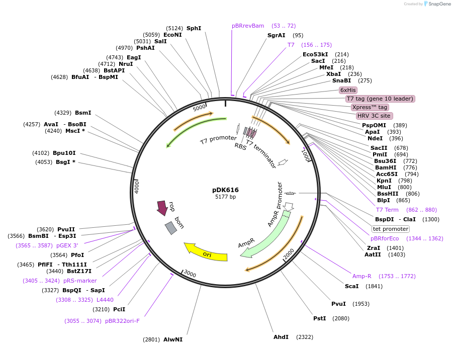 134202-plasmid-map-sequence-id-272294
