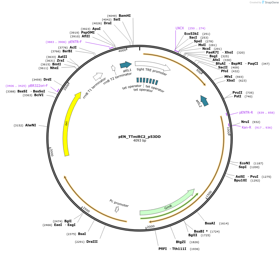 136520-plasmid-map-sequence-id-272297