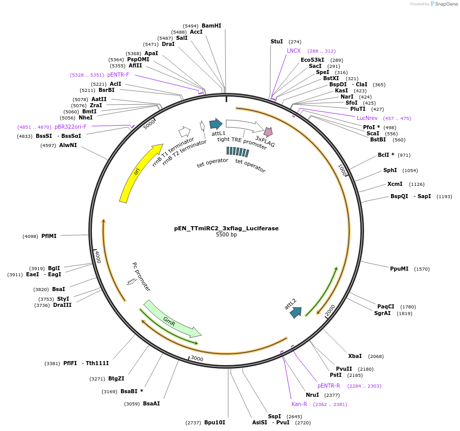 136519-plasmid-map-sequence-id-272298