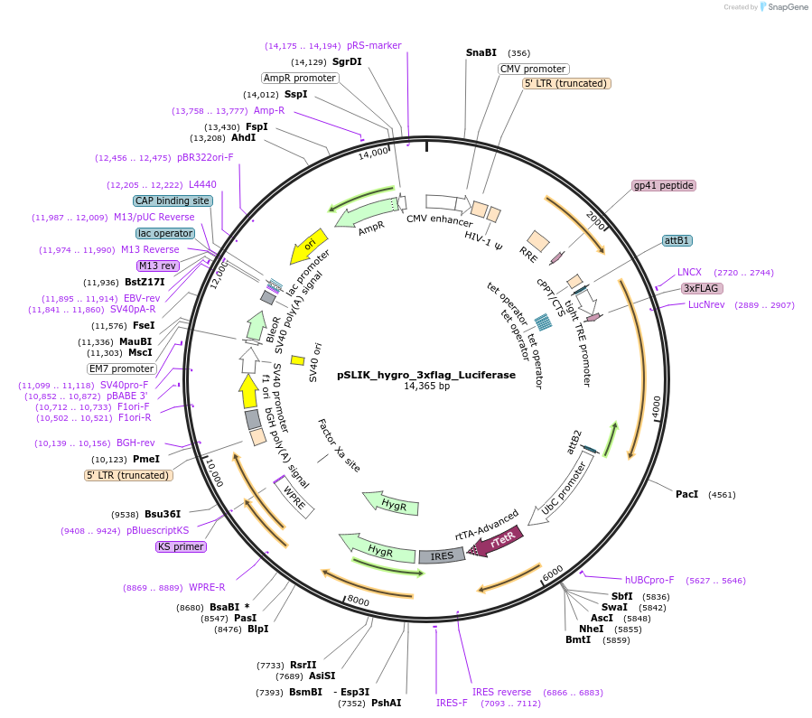136528-plasmid-map-sequence-id-272302