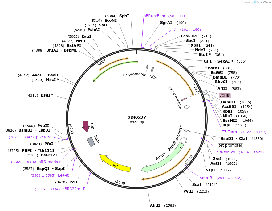 134203-plasmid-map-sequence-id-272303