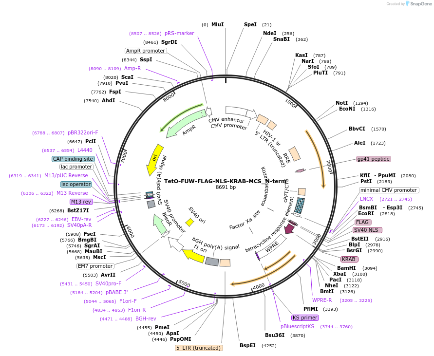 136888-plasmid-map-sequence-id-272317