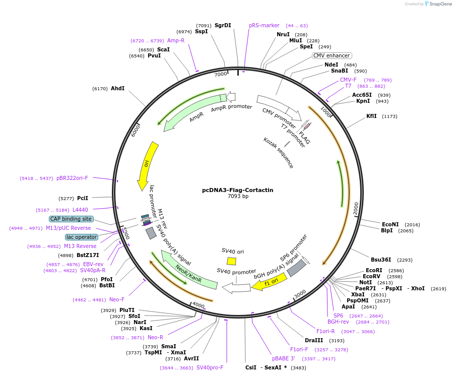 74476-plasmid-map-sequence-id-272323