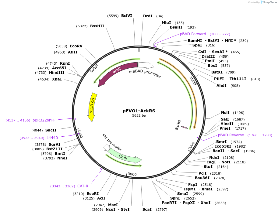 137976-plasmid-map-sequence-id-272335
