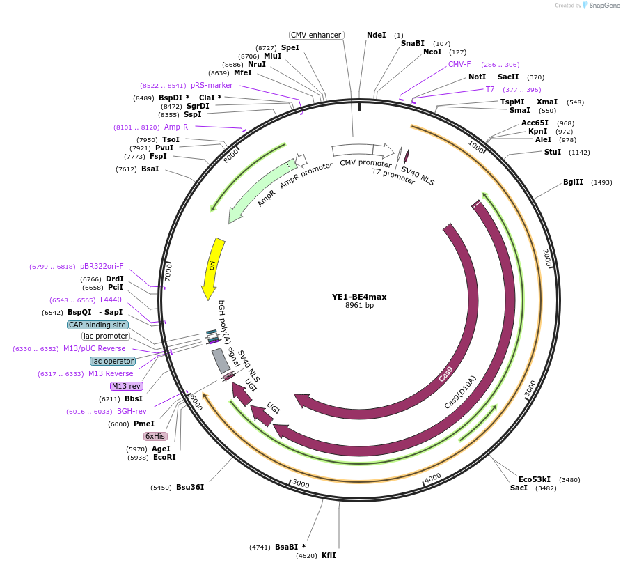 138155-plasmid-map-sequence-id-272340