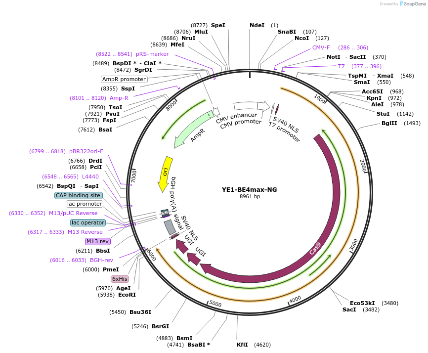 138159-plasmid-map-sequence-id-272341