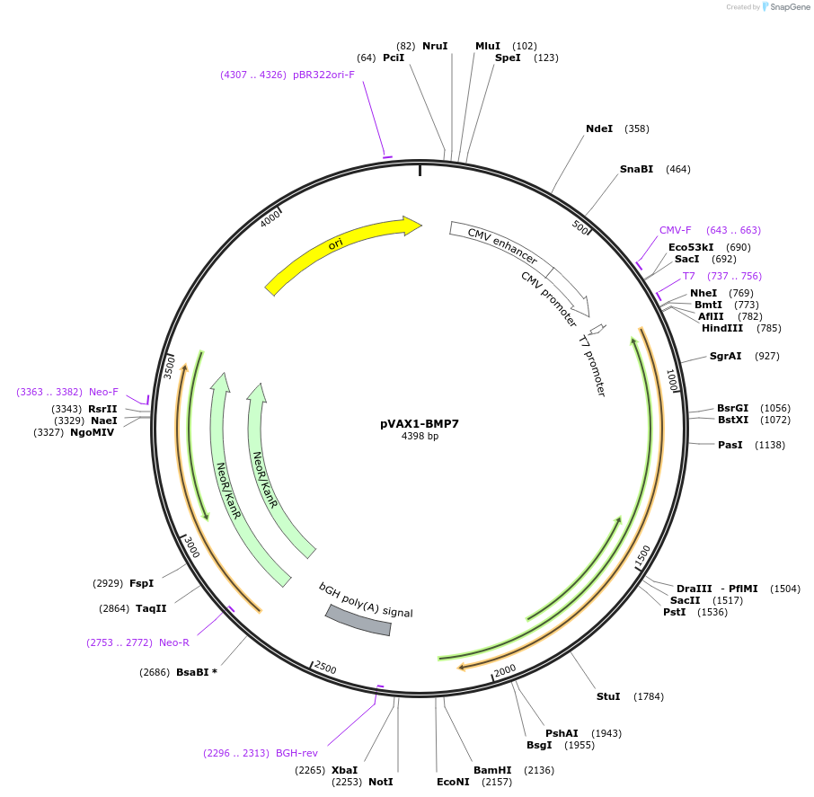 137910-plasmid-map-sequence-id-272342