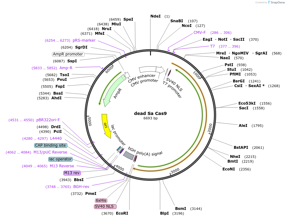 138162-plasmid-map-sequence-id-272344